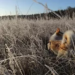 Casa de Férias Dom Ukryty Przed Swiatem - Szeroki Bor Ruciane-Nida