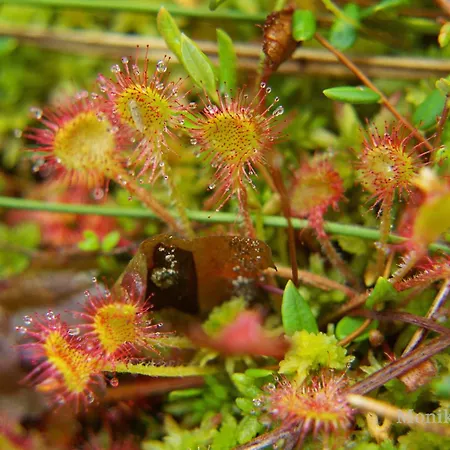 Dom Ukryty Przed Swiatem - Szeroki Bor * Ruciane-Nida