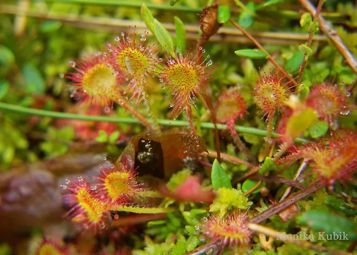 Dom Ukryty Przed Swiatem - Szeroki Bor * Ruciane-Nida