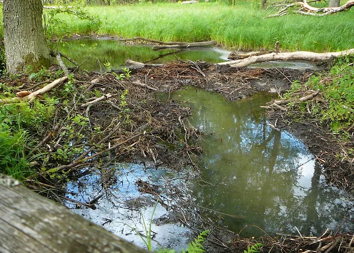 Dom Ukryty Przed Swiatem - Szeroki Bor Hébergement de vacances *
