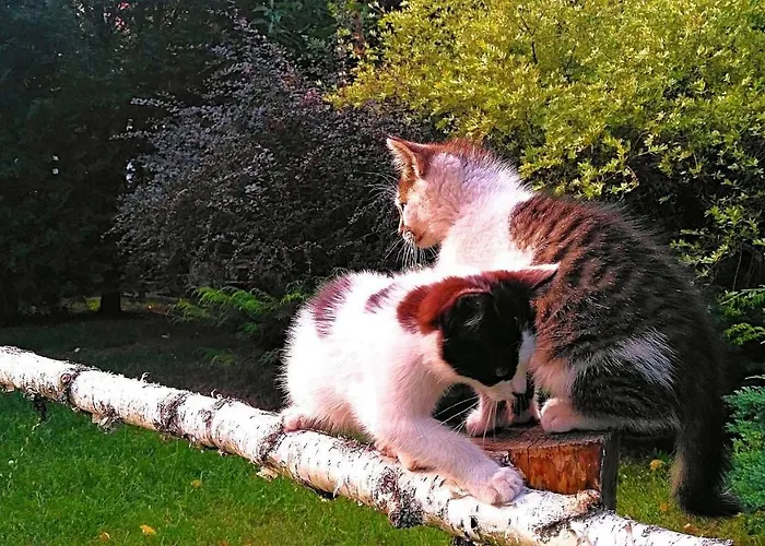 Dom Ukryty Przed Swiatem - Szeroki Bor